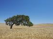 Oak Tree In A Wheat Field by Jason Todd Limited Edition Print