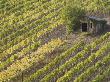 Italy, Tuscany Shed In Vineyard, Elevated View by Fotofeeling Limited Edition Print