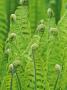 Unfurling Fronds, Fiddle Heads, (Matteuccia Struthiopteris-Ostrich Fern) by Ernst Kucklich Limited Edition Pricing Art Print