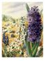 Painting Of Grape, Roman, And Common Hyacinths And Star-Of-Bethlehem by National Geographic Society Limited Edition Pricing Art Print