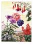 Portrait Of Flowers Native To South America by National Geographic Society Limited Edition Pricing Art Print