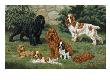 Portrait Of American Cocker Spaniels Of Three Color Classes by National Geographic Society Limited Edition Pricing Art Print