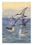 Cory's Shearwaters And Greater Shearwaters Sit On The Water's Surface by National Geographic Society Limited Edition Pricing Art Print