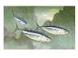 Albacore Are The Smallest Of The Tuna Fish by National Geographic Society Limited Edition Print