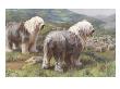 Portrait Of Old English Sheepdogs Guarding A Flock Of Sheep by National Geographic Society Limited Edition Print