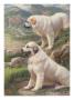 Two Great Pyrenees Dogs Guard A Flock Of Sheep by National Geographic Society Limited Edition Print