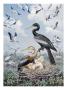 Wood Ibises And American Anhingas Nest Close Together by National Geographic Society Limited Edition Print