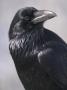 Common Raven, Jasper National Park, Alberta Canada by Darwin Wiggett Limited Edition Print