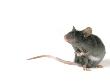 Mouse Standing On Hind Legs, White Background by Darwin Wiggett Limited Edition Print