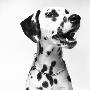 Dalmatian by Brian Summers Limited Edition Pricing Art Print