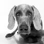 Weimaraner by Brian Summers Limited Edition Print