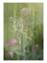 A Painting Of Two Species Of Comb-Jellies by William H. Crowder Limited Edition Print