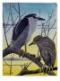 A Painting Of An Adult Male And A Juvenile Black-Crowned Night Heron by Louis Agassiz Fuertes Limited Edition Print