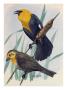 A Painting Of A Pair Of Yellow-Headed Blackbirds by Louis Agassiz Fuertes Limited Edition Print