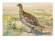 A Painting Of A Sharp-Tailed Grouse by Louis Agassiz Fuertes Limited Edition Pricing Art Print