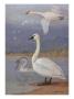 A Painting Of Trumpeter Swans And Whistling Swans by Allan Brooks Limited Edition Pricing Art Print