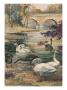 A Painting Of Several Black And White Swans by Hashime Murayama Limited Edition Print