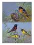 Painting Of Two Different Oriole Species And Their Families by Allan Brooks Limited Edition Pricing Art Print