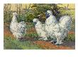 Three Silkies Stand With Their Unusual Blue Flesh And Five Toes. by National Geographic Society Limited Edition Print
