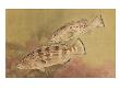 Painting Of Fish In The Grouper Family. by National Geographic Society Limited Edition Pricing Art Print