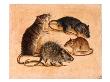 A Painting Of Four Rat Species. by National Geographic Society Limited Edition Pricing Art Print