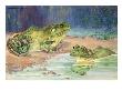 Two Southern Bullfrogs Sit In Water. by National Geographic Society Limited Edition Pricing Art Print