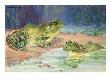 Two Southern Bullfrogs Sit In Water. by National Geographic Society Limited Edition Pricing Art Print