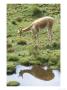 Vicuna, Wild High Andes Cameloid, Llullita, Peruvian Andes by Mark Jones Limited Edition Print