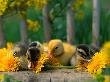 Ducklings And Dandelions On Chair by Julie Habel Limited Edition Print