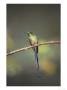 Long-Tailed Sylph, Montane Forest Along Eastern Andean Slope, Ecuador by Mark Jones Limited Edition Print
