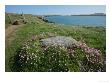 Spring Flora, St. Justinians, Uk by Elliott Neep Limited Edition Print