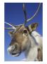 Reindeer, Portrait Of Female, Scotland by Mark Hamblin Limited Edition Print