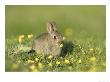 Rabbit, Youngster Feeding On Buttercup, Scotland by Mark Hamblin Limited Edition Print
