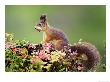 Red Squirrel, Portrait Of Adult On Fallen Log With Nut In Mouth, Norway by Mark Hamblin Limited Edition Pricing Art Print
