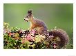 Red Squirrel, Portrait Of Adult On Fallen Log With Nut In Mouth, Norway by Mark Hamblin Limited Edition Print