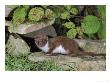 Weaselmustela Nivalisadult Standing On Dry Stone Wall by Mark Hamblin Limited Edition Print