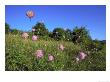 Field Scabious In Summer Grassland Meadow, Uk by Mark Hamblin Limited Edition Print