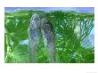 Common Frog, Tadpole by London Scientific Films Limited Edition Print