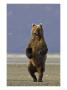 Grizzly Bear, Adult Standing On Back Legs, Alaska by Mark Hamblin Limited Edition Print