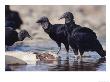Black Vulture, Scavenging On Fish, Tambopata River, Peruvian Amazon by Mark Jones Limited Edition Pricing Art Print