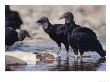 Black Vulture, Scavenging On Fish, Tambopata River, Peruvian Amazon by Mark Jones Limited Edition Print