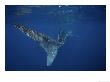 Whale Shark, Caudal Fin, Australia by Gerard Soury Limited Edition Print