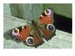 Peacock Butterfly, Inachis Io by Gordon Maclean Limited Edition Print