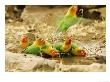 Fishers Lovebirds, Tanzania, Africa by Roy Toft Limited Edition Pricing Art Print