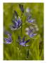 Camassia Quamash, Camas Lily by Bob Gibbons Limited Edition Print