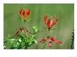 Flame Lily, Masai Mara Gr, Kenya by Richard Packwood Limited Edition Print