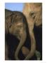 Indian Elephant, Cow & Youngster by Mark Hamblin Limited Edition Print