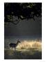 Fallow Deer by Mark Hamblin Limited Edition Print