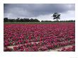 Miniature Roses, Suffolk, Uk by Mark Hamblin Limited Edition Pricing Art Print