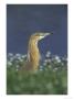 Squacco Heron, Portrait On Edge Of River, Greece by Mark Hamblin Limited Edition Pricing Art Print